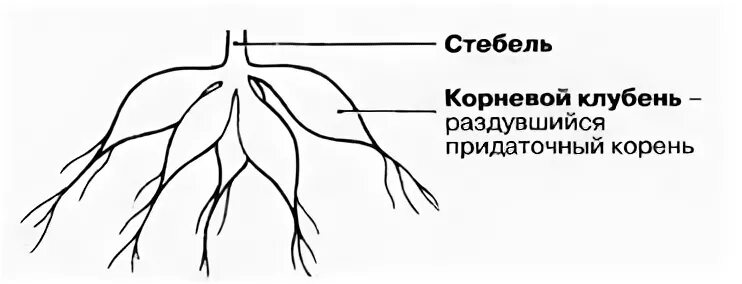 Придаточные корни у картошки фото Рисунок клубни георгина