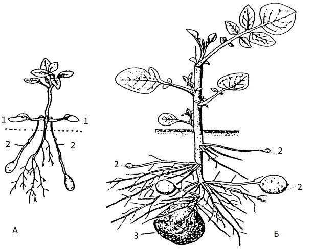 Придаточные корни у картошки фото ИЗОБРЕТАТЕЛЬ - сайт журнала " Технологии