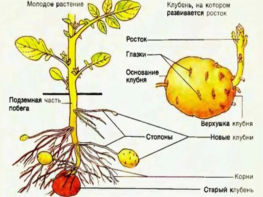 Придаточные корни у картошки фото Схема клубня