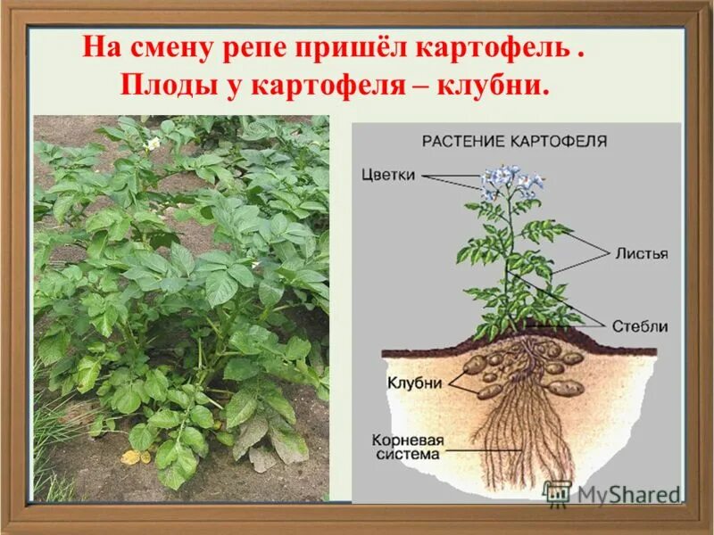 Придаточные корни у картошки фото Корневая система картофеля фото - Arhids.ru