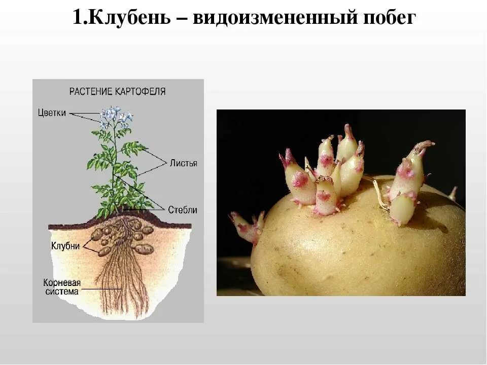 Придаточные корни у картошки фото Придаточные корни клубня