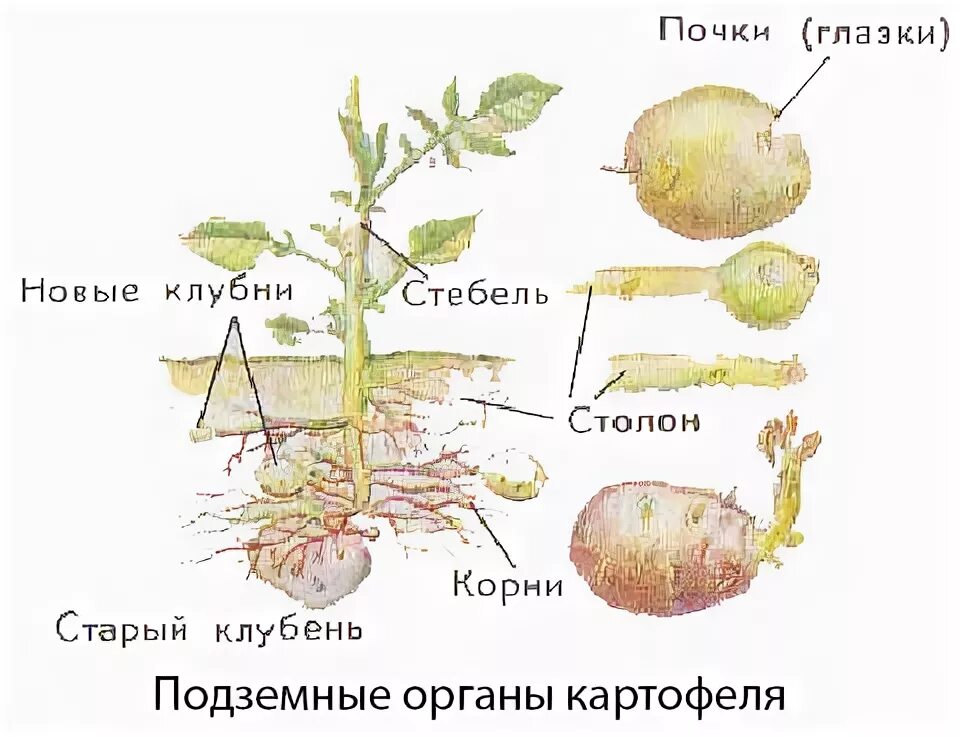 Придаточные корни у картошки фото Придаточные корни клубня