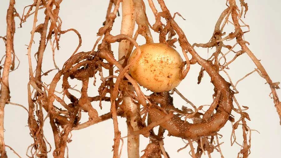 Придаточные корни у картошки фото In-field test helps spud farmers fight root knot nematode - Farmers Weekly