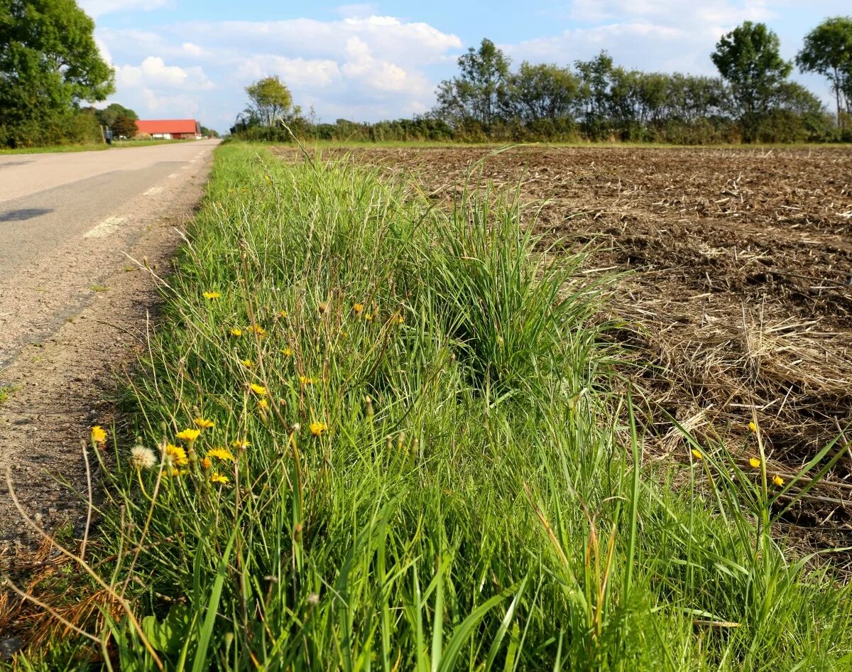 Придорожная трава фото Free Images : plant, road, farm, lawn, meadow, prairie, flower, country, crop, p