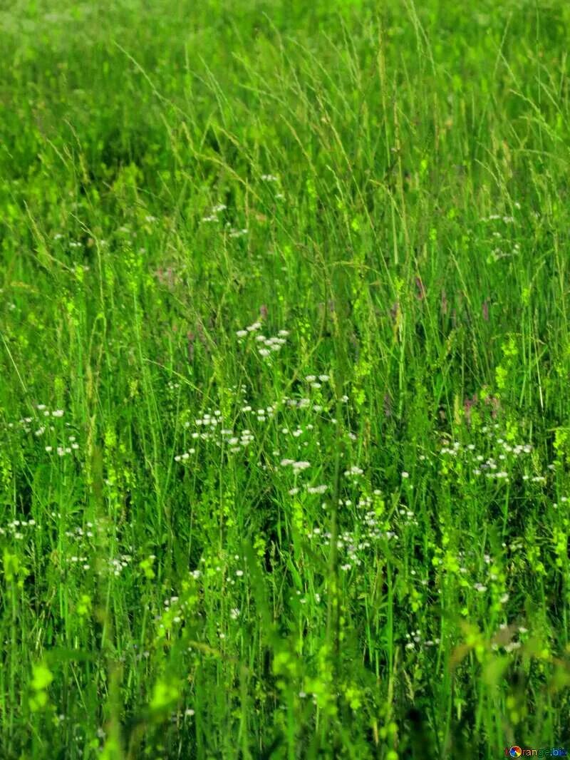 Придорожная трава фото Grass Download free picture № 12420