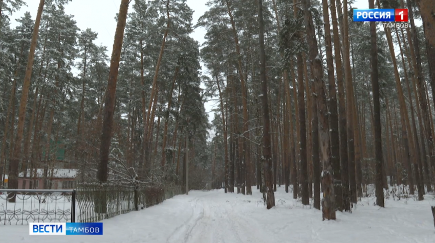 Пригородный лес фото В Тамбовском районе возведут крупнейший в России семейный парк отдыха