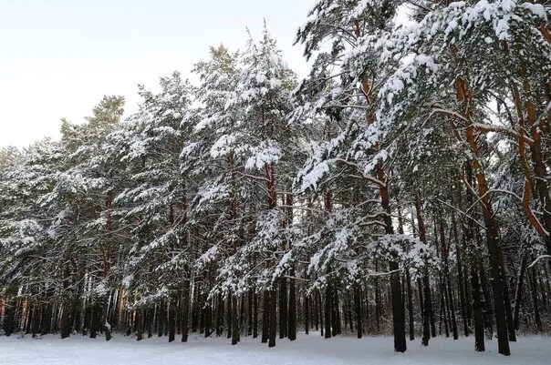 Фото: Из серии.Тамбов Пригородный лес.. Фотограф Юрий К.. Природа. Фотосайт Расф