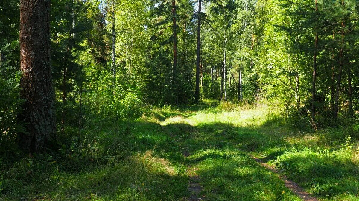 Пригородный лес фото В пригородном лесу Смоленска. :: Милешкин Владимир Алексеевич - Социальная сеть 