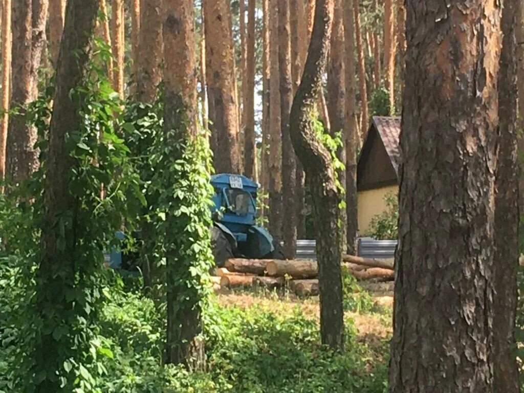 Пригородный лес фото Место отдыха "горку" в Пригородном лесу начали вырубать - ПРАВО68