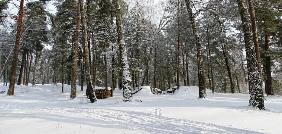 Пригородный лес тамбов фото Препараты для быстрого восстановления лесов после пожаров разработали ученые из 