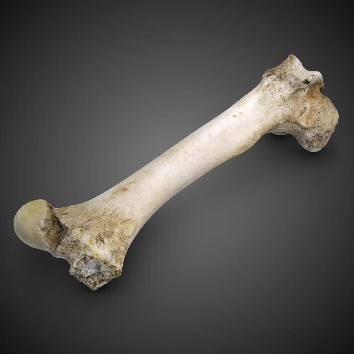 Прикол фото кость Bull Femur Bone 3D Model $49 - .c4d .max .obj .fbx .3ds - Free3D