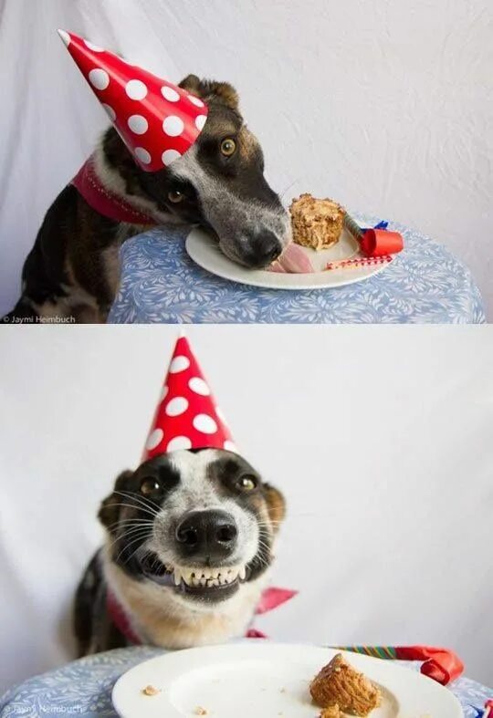 Прикол фото с днем рождения женщине C'EST LA FÊTE ! Félicitations aux bacheliers ! Bonne soirée sur Dog birthday, Fu