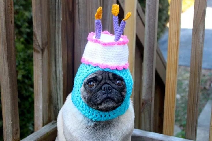 Прикол фото с днем рождения женщине Let's not forget Pickles the Etsy-modeling pug. Happy birthday dog, Birthday pug