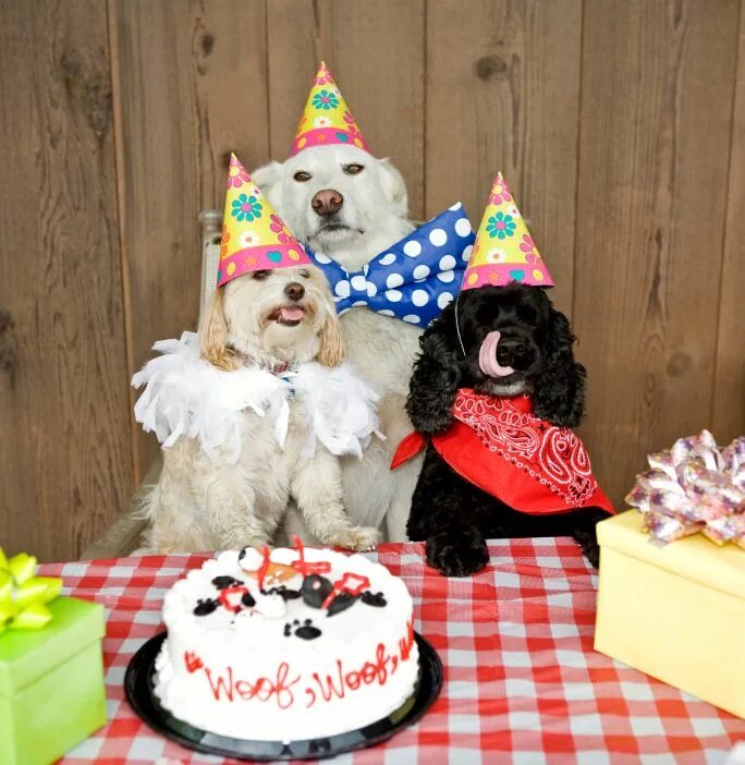 Прикол фото с днем рождения женщине Birthdays Bite: I Miss My Mom Happy birthday dog, Dog birthday party, Dog birthd