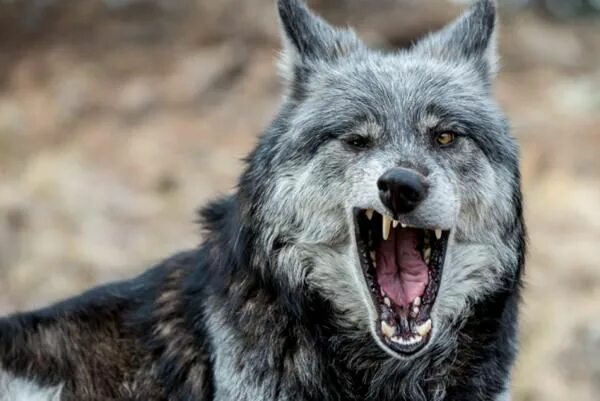 Прикол фото волк Emergency Wolf on Twitter Yawning animals, Animals, Wolf husky