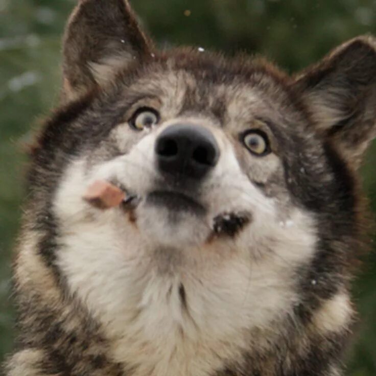 Прикол фото волк Mmmmmmmmm Funny wolf, Funny animals, Wolf pictures