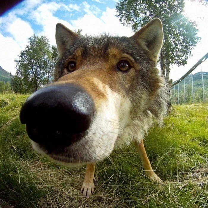 Прикол фото волк Анатолий Масленников Animal noses, Silly animals, Wolf dog