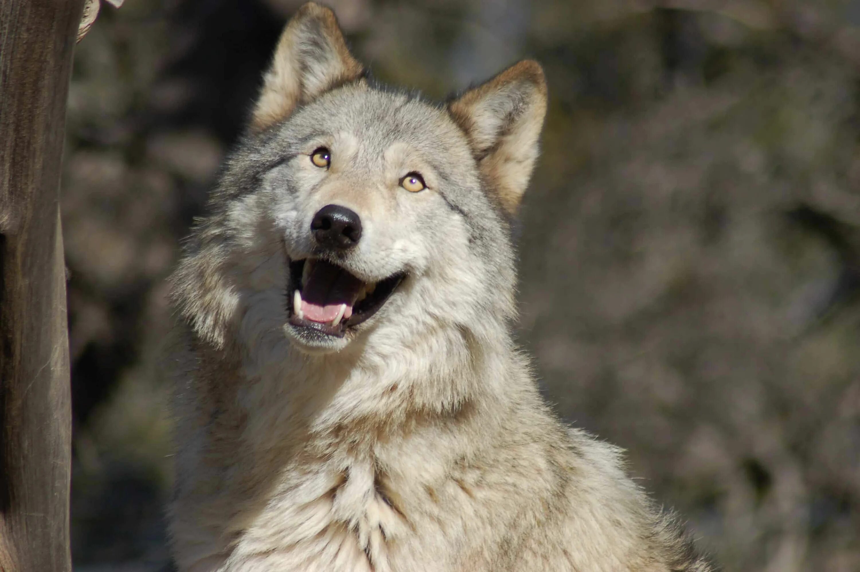 Прикол фото волк Happy wolf is happy. : ) Funny wolf, Wolf pictures, Wolf dog