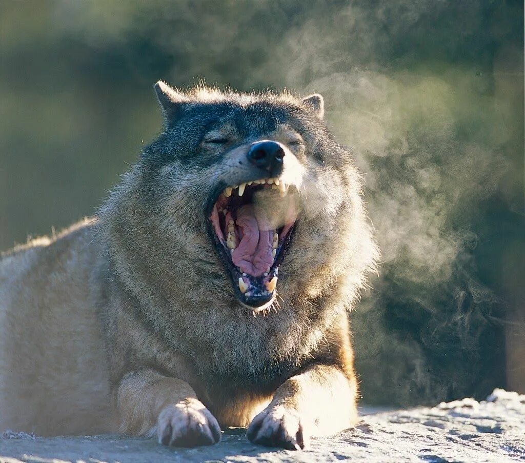 Прикол фото волк White Wolf : Scientists Claim That Wolf Yawning Is Contagious. Let's Prove It (2