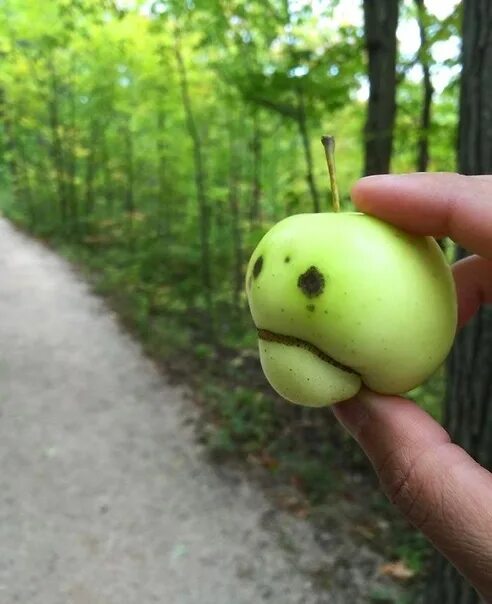 Прикол яблоко фото "Яблочный инспектор ГИБДД"Дурова Льва из 4а класса. Фотография из альбома Фотогр