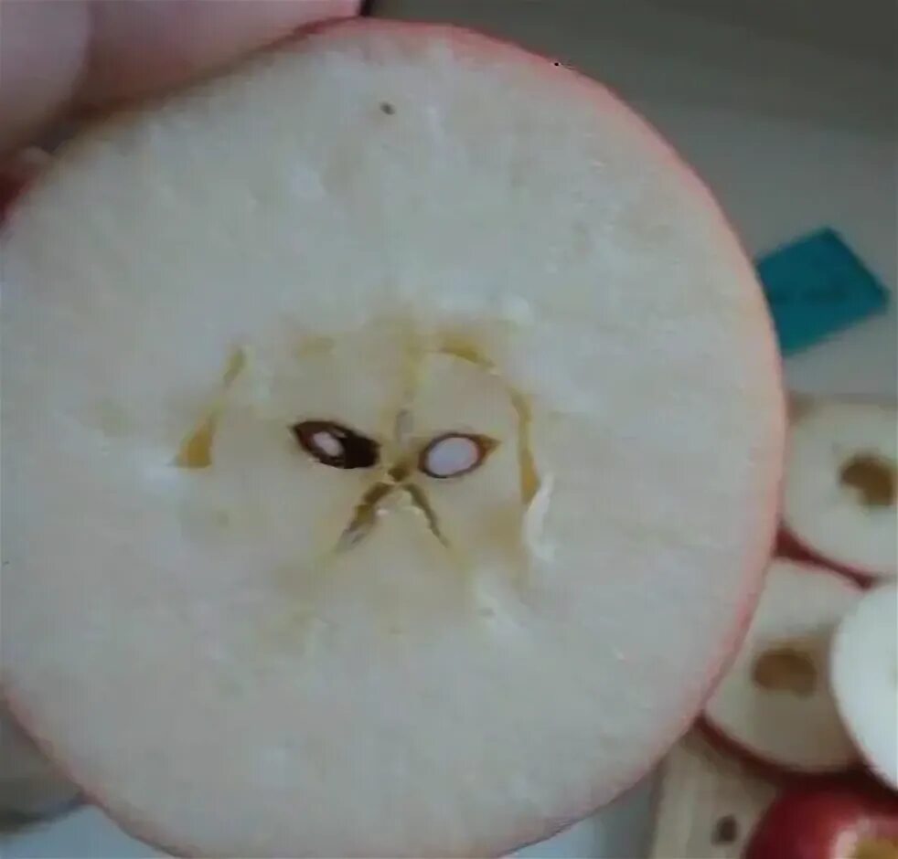 Прикол яблоко фото Grumpy cat in my apple - Imgur Funny fruit, Things with faces, Grumpy cat