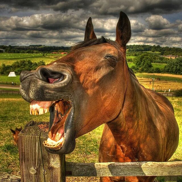 Прикольная лошадь фото The Laughing Horse Laughing horse, Horses, Silly animal pictures