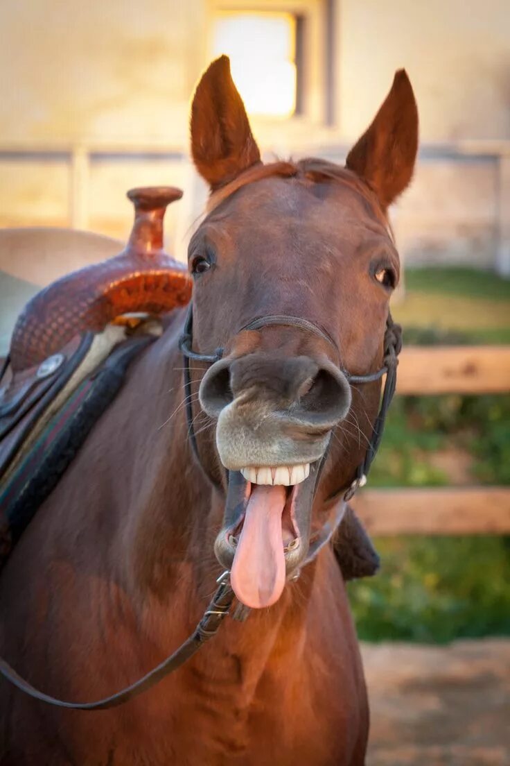 Прикольная лошадь фото A Quarter Horse Speaks. Quarter Horse animal art portraits, photographs, informa