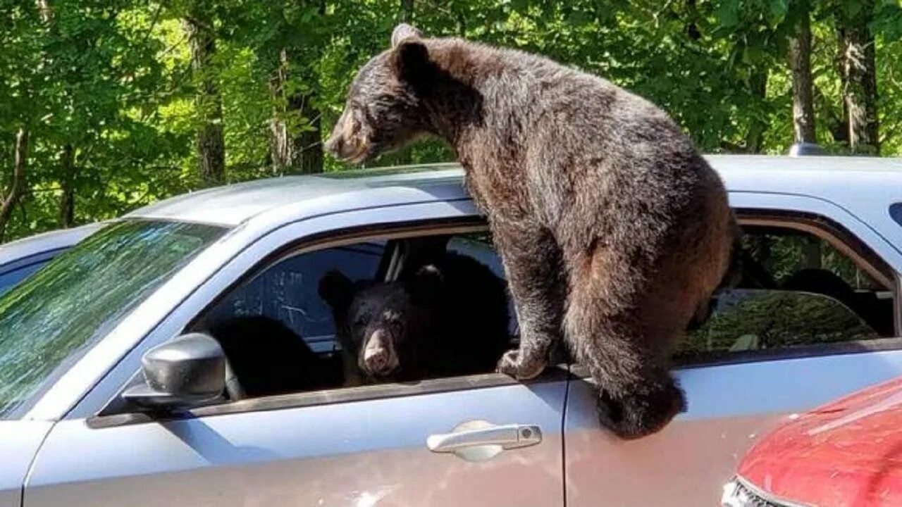 Прикольная подпись к фото с медведем Guy Walks Outside Only To See That An Entire Family Of Bears Have 'Stolen' His C