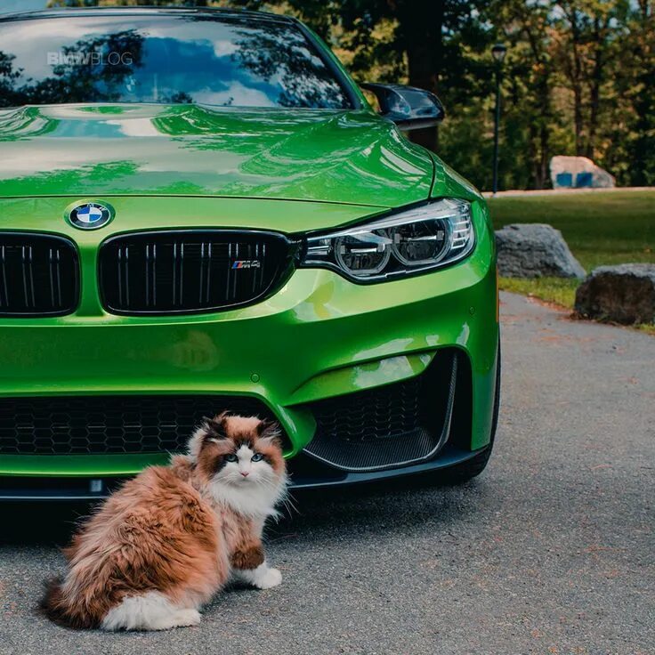 Прикольное фото бмв Celebrate Cat Day with BMW and a Java Green M4 Coupe Bmw, Cat day, Car in the wo