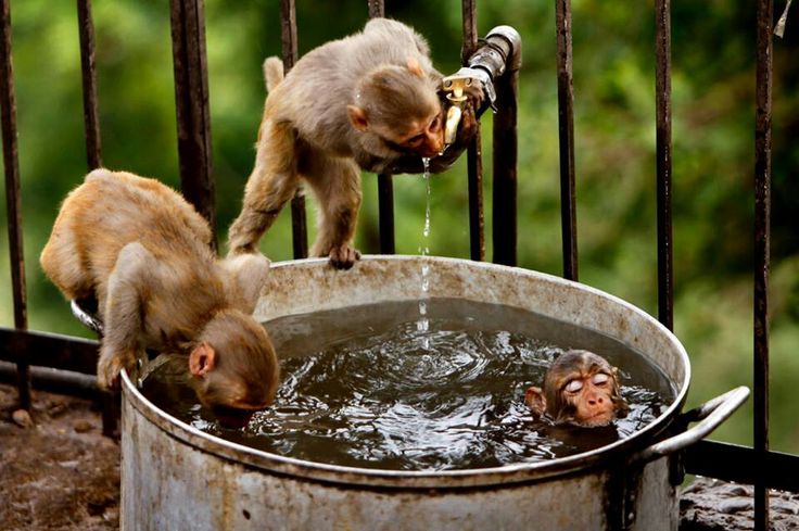 Прикольное фото дня Monkey Hot Tub Macacos engraçados, Animais silvestres, Fotos de animais