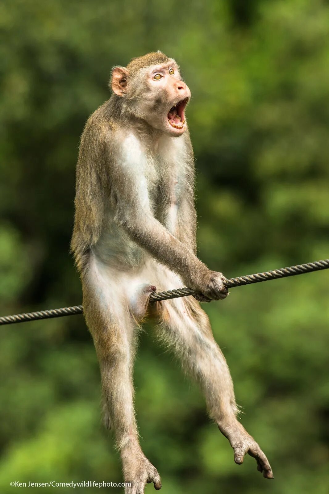 Прикольное фото дня Неловкие и смешные: лучшие снимки конкурса Comedy Wildlife Photography - РБК