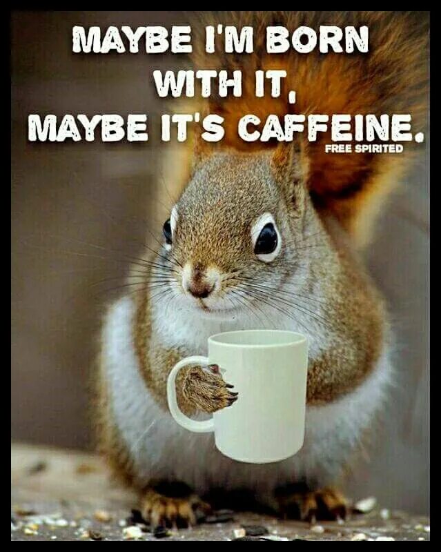 Прикольное фото хорошего дня Pin on For those of You Who Don't Do Mornings! Funny animals, Coffee humor, Cute