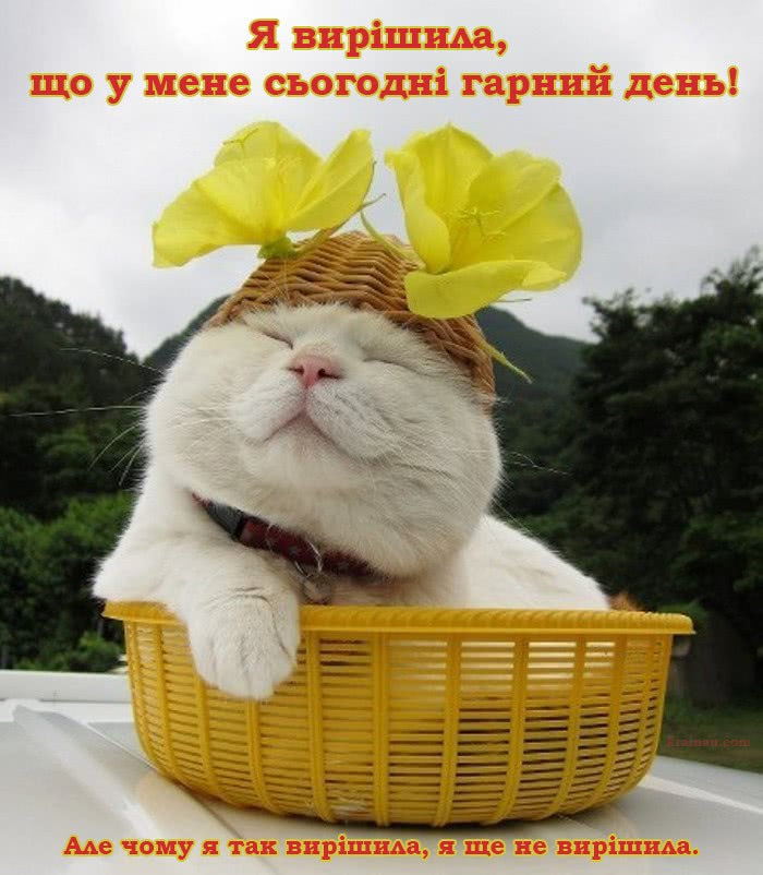 Прикольное фото хорошего дня Картинки Гарного дня! Cat art, Animals and pets, Animals