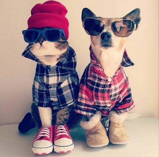 Прикольное фото одежды 29 Fashionable Pets That Will Make You Forget This Whole Dogs-Wearing-Pants Deba