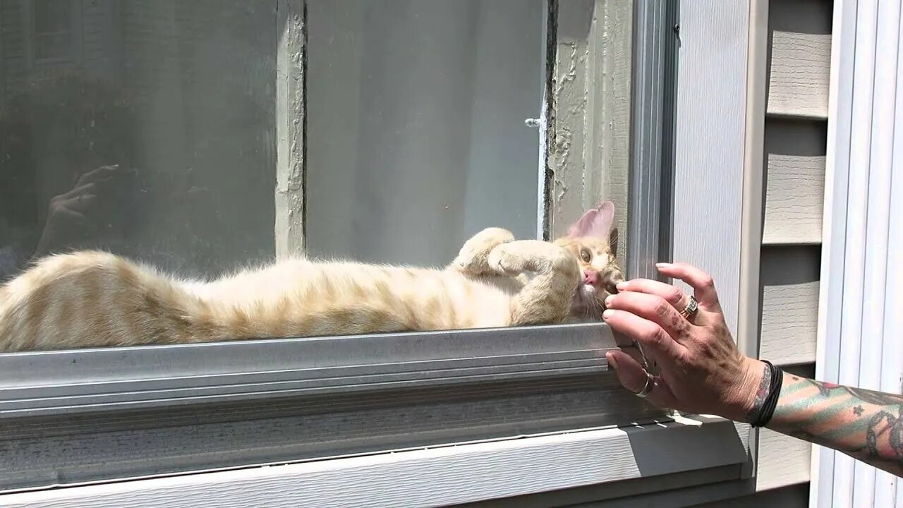 Прикольное фото окна How much is that Cat in the window? - YouTube