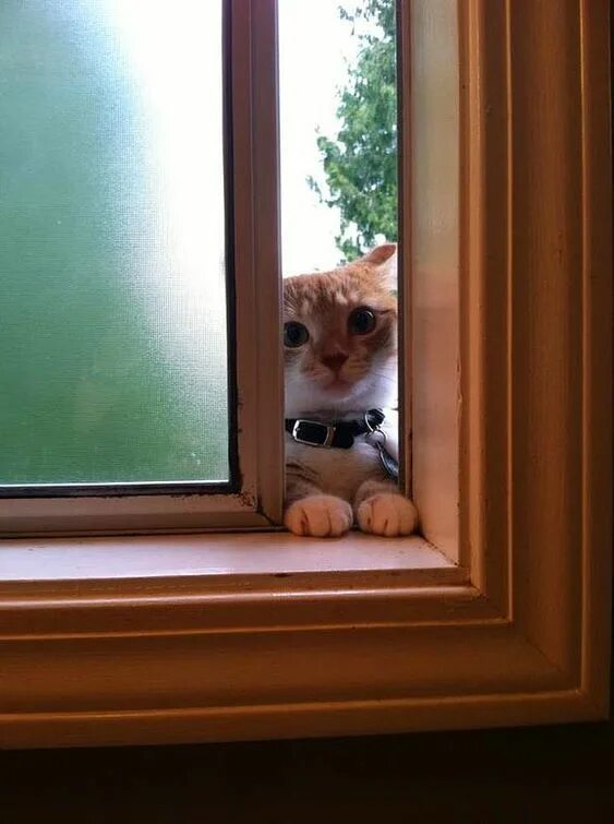 Прикольное фото окна Pin on Cats in Windows Cats, Crazy cats, Beautiful cats