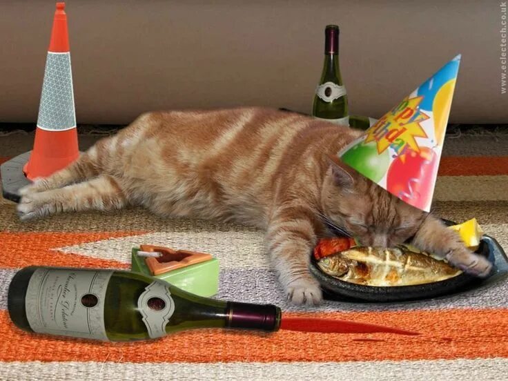 Прикольное фото открытки 10 Funny Photos Of Party Animals Going Wild Happy birthday cat, Cat birthday, Ca