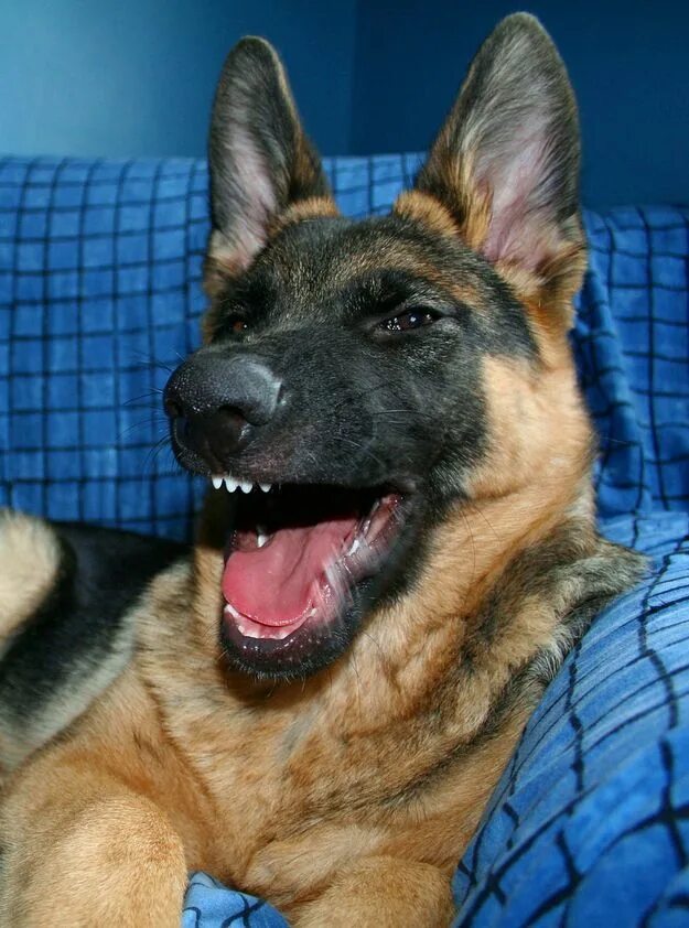 Прикольное фото овчарки Animals Laughing Out Loud German shepherd funny, German shepherd, German shepher