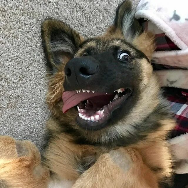 Прикольное фото овчарки Did someone say it's FriYay?!! @loki_gsd_uk germanshepherd #germanshepherds #ger