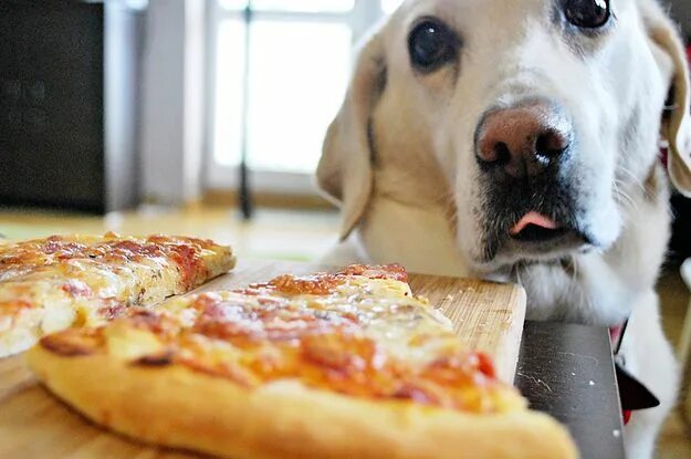 Прикольное фото пиццы Show Us Your Pet Who Loves Pizza Dog food recipes, Food, National cheese pizza d