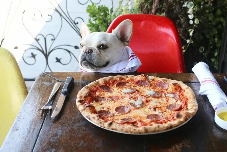 Прикольное фото пиццы Top 5 Dog Friendly Pizza Places in LA - Where's The Frenchie? Dog friends, Pizza