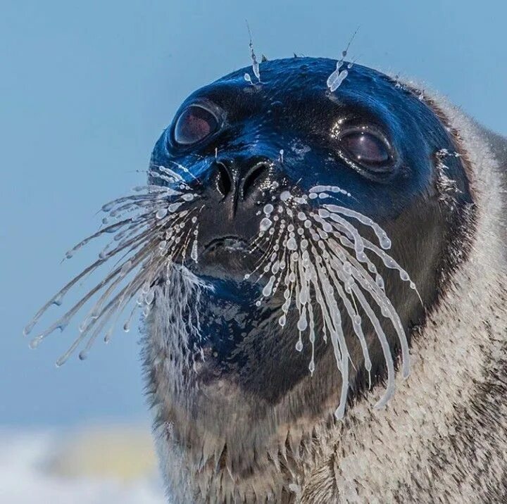 Прикольное морское фото Pin by Demi Indra on Animalsss Animals, Animal facts, Harp seal