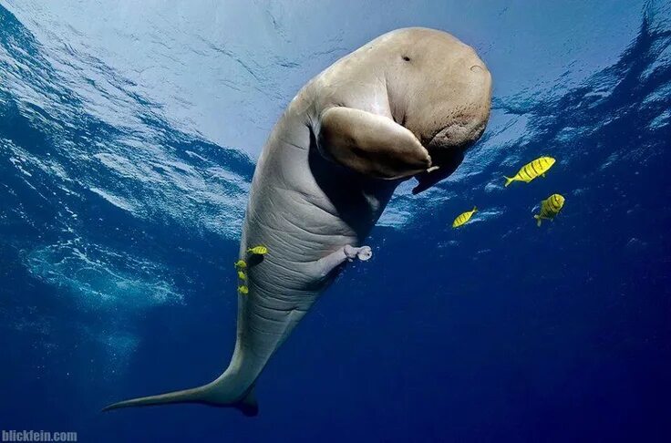 Прикольное морское фото Dugongs Underwater, Underwater photography, Dugong