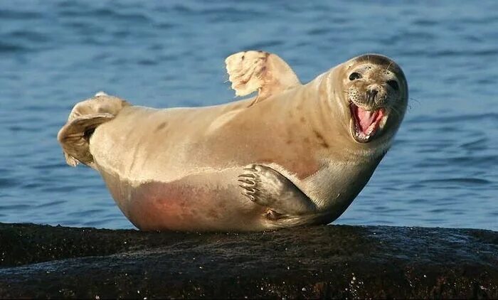 Прикольное морское фото I’M SO GLAD, I’M SO GLAD, SO GLAD, GLAD, GLAD! Animals, Fur seal, Funny pictures