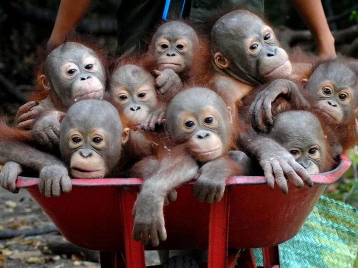 Прикольные фото 8 Welcome To The World's Cutest 'Pre-School' For Orangutans Baby orangutan, Cute b