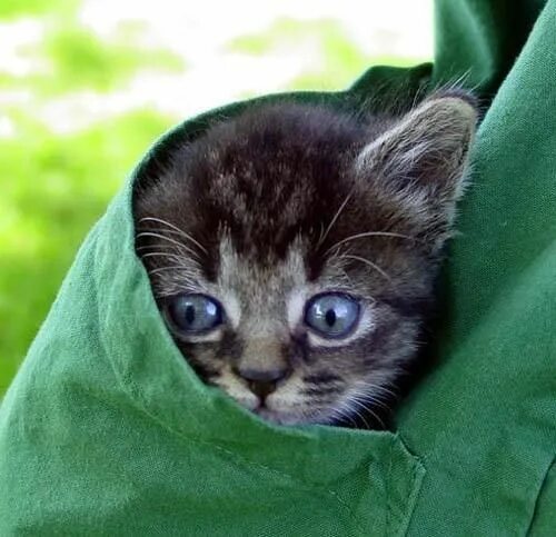 Прикольные фото котят These Adorable Kittens Hanging Out in Little Pockets Will Make Your Day Kittens 