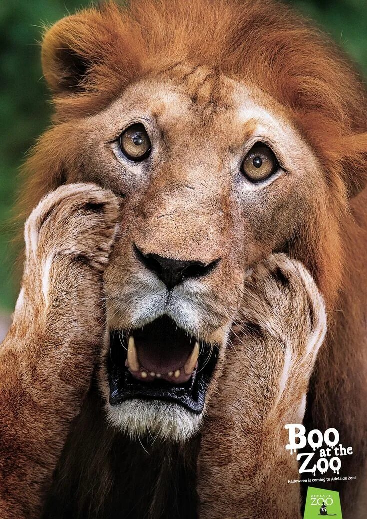 Прикольные фото льва Adelaide Zoo Outdoor Advert By Showpony: Boo at the zoo - lion Ads of the World 