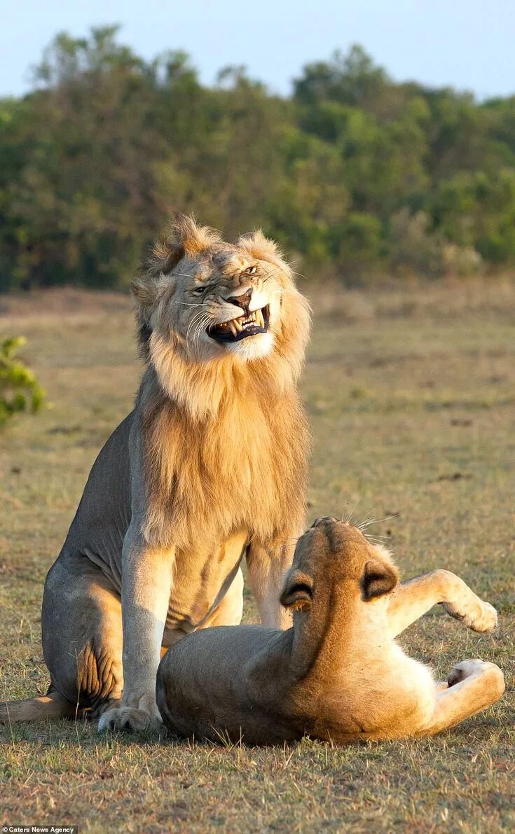 Прикольные фото львов Lion looks VERY pleased with himself as he mates with a lioness Animals beautifu