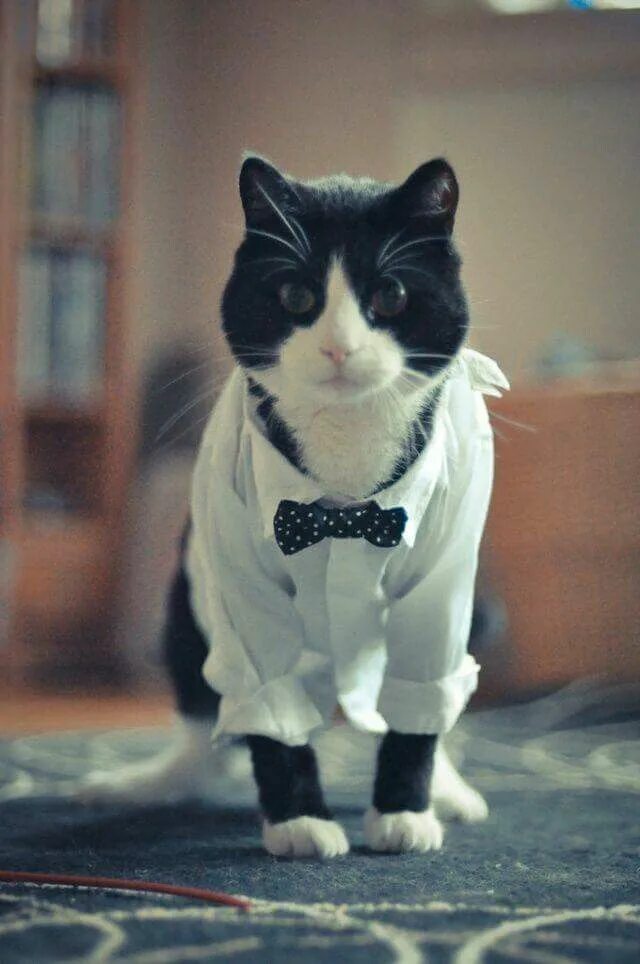 Прикольные фото на аву котики Pin by Jodi Bieler on Tuxedo Cats Fancy cats, Bad cats, Cats