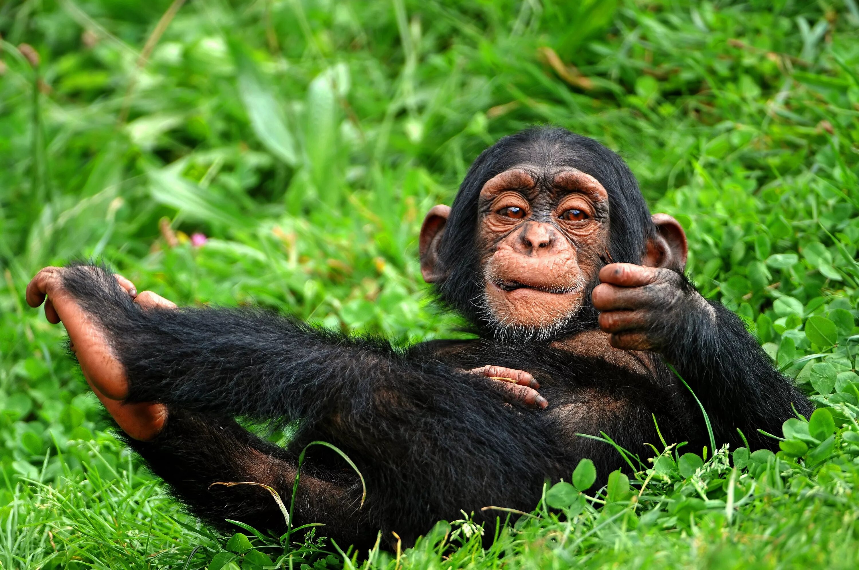 Прикольные фото на обои пк Animal Chimpanzee Funny Baby Animal Smile Wallpaper - Resolution:4103x2725 - ID: